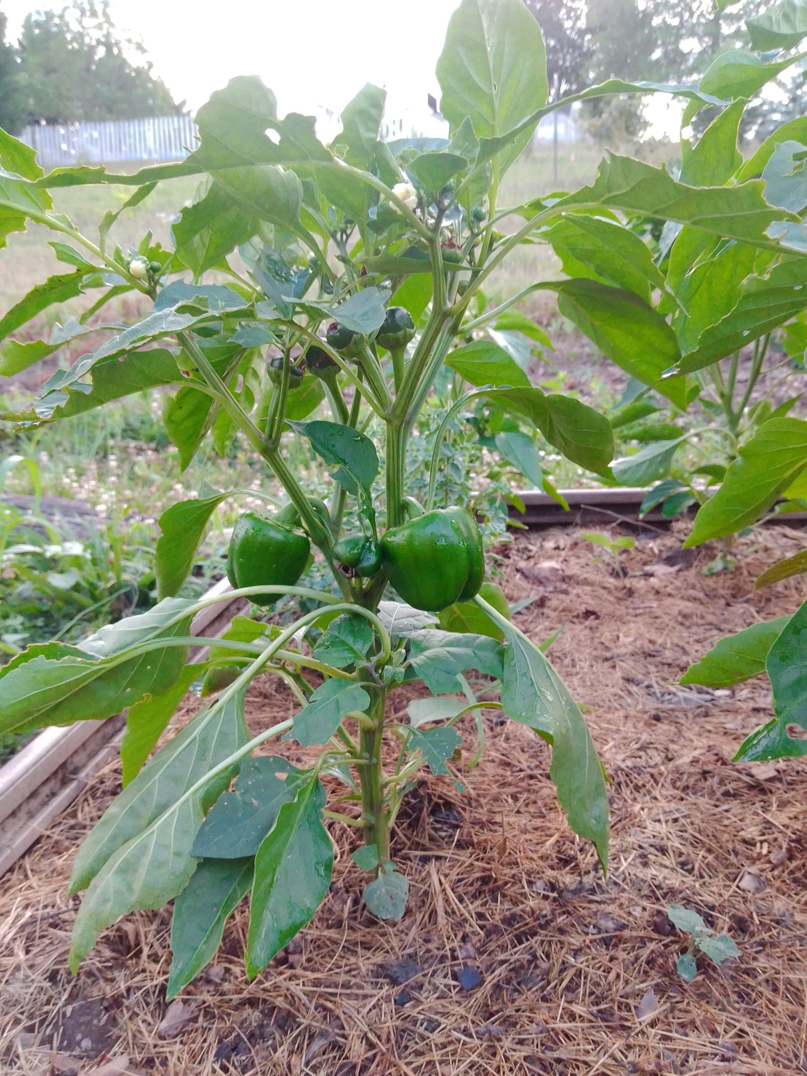 Pepper Plant