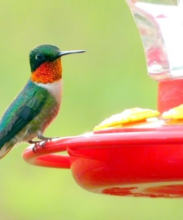 HUmmingbird