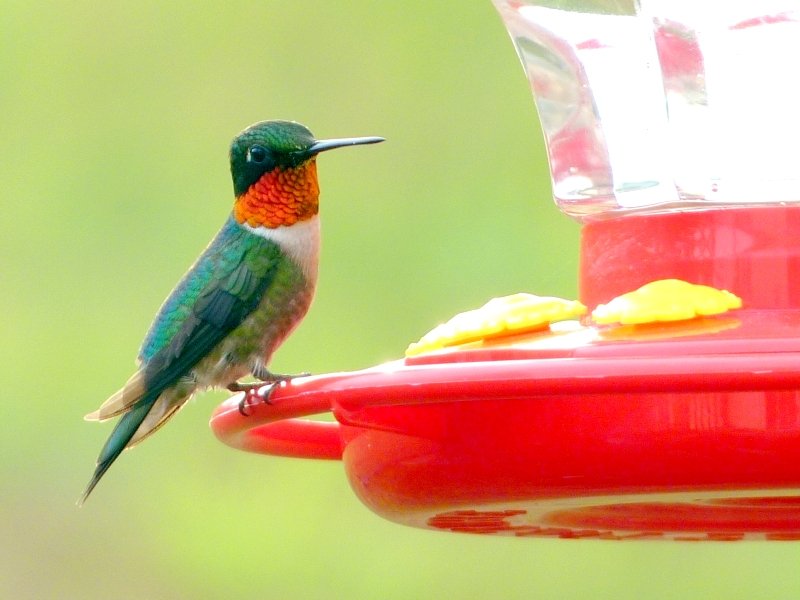 HUmmingbird